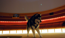A husky wearing a purple University of Washington scarf stands in front of rows of red chairs