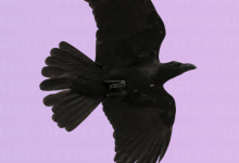 A black crow flying across a purple background