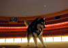 A husky wearing a purple University of Washington scarf stands in front of rows of red chairs
