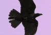 A black crow flying across a purple background